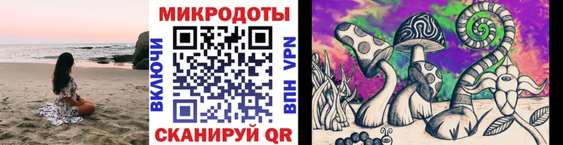 что такое   Муравленко  Галлюциногенные грибы Cubensis 